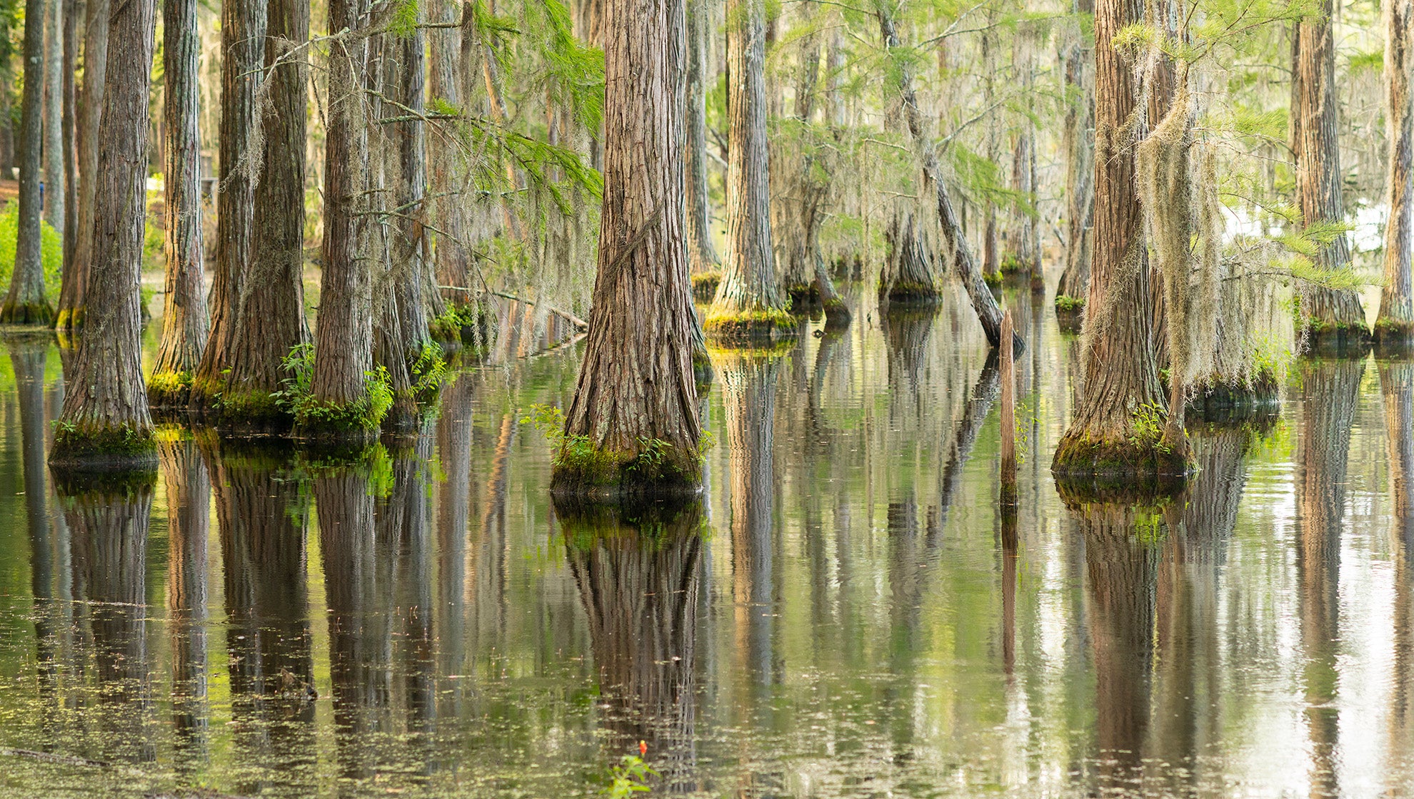 Congaree National Park Featured Image