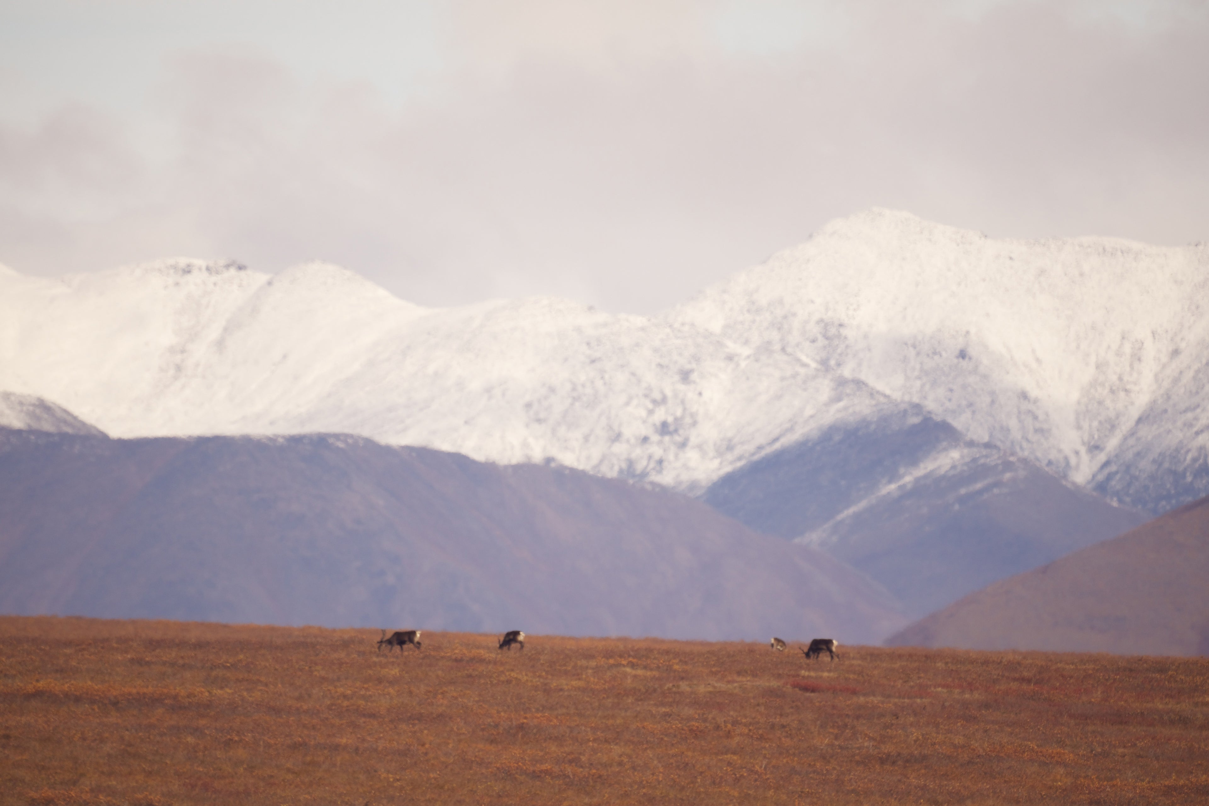 Gates Arctic National Park Featured Image