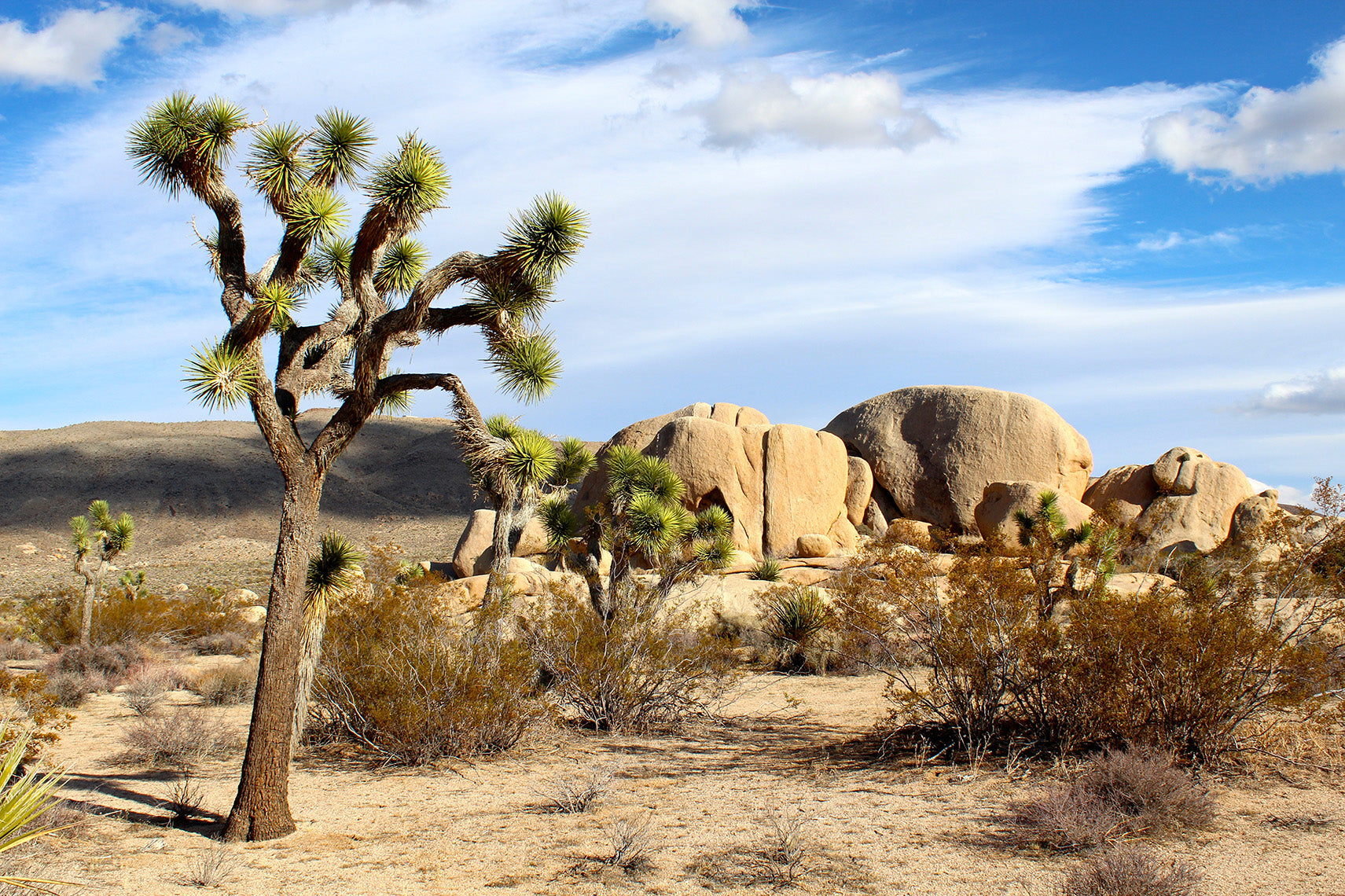 Joshua Tree National Park Featured Image