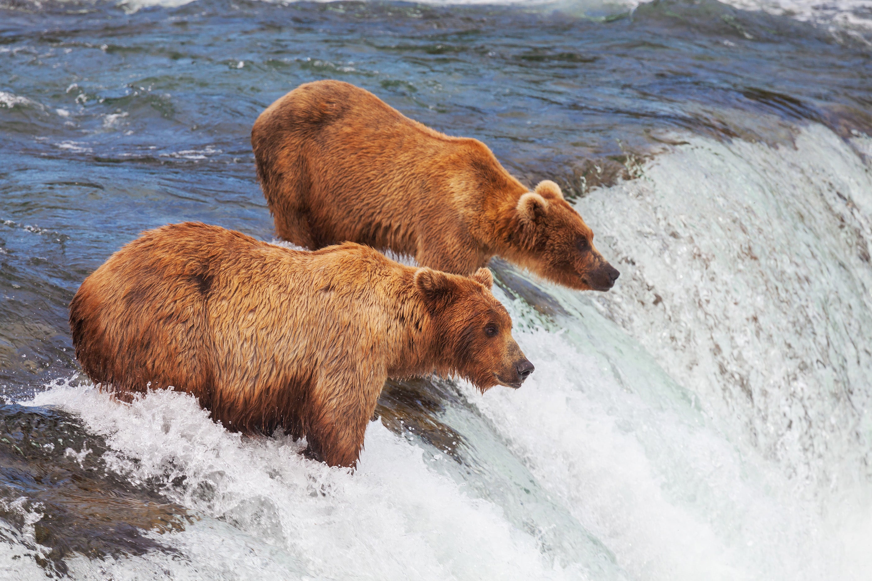 Katmai National Park Featured Image