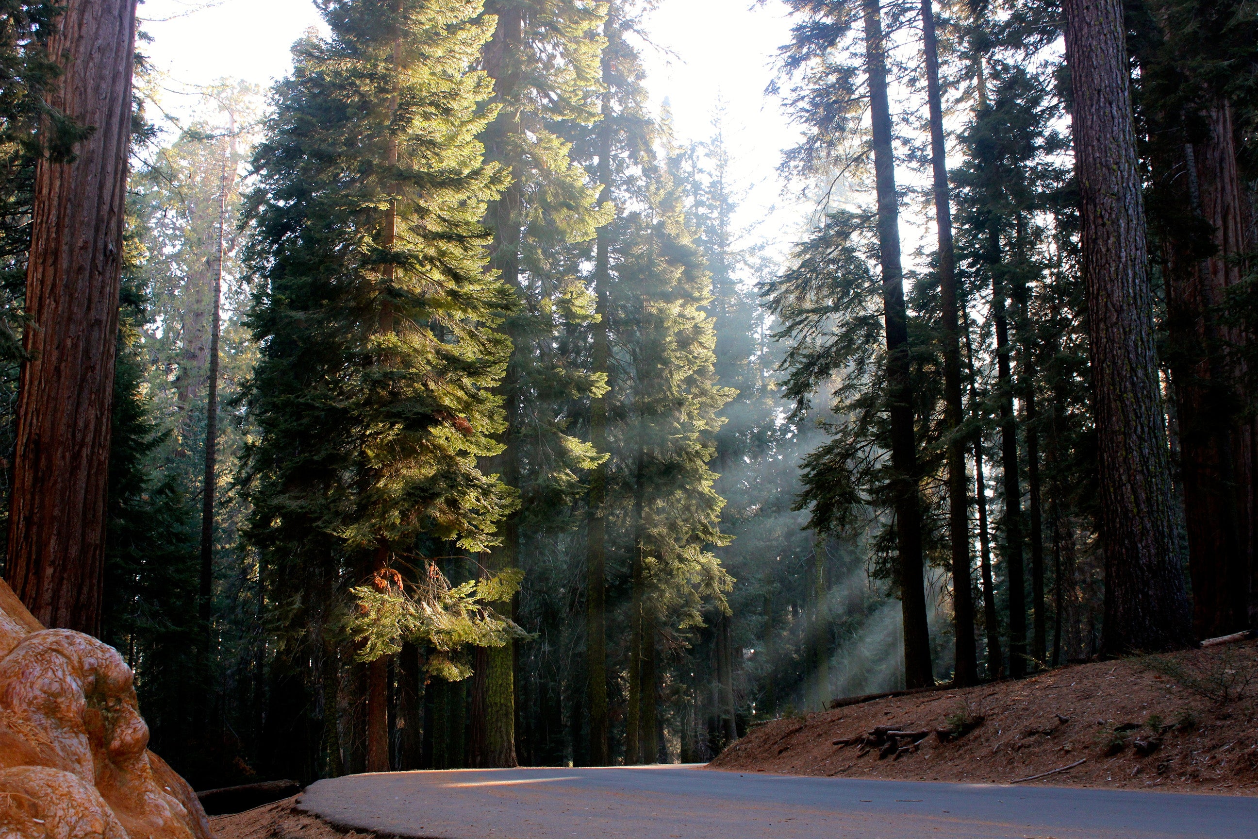 Redwood National Park Featured Image