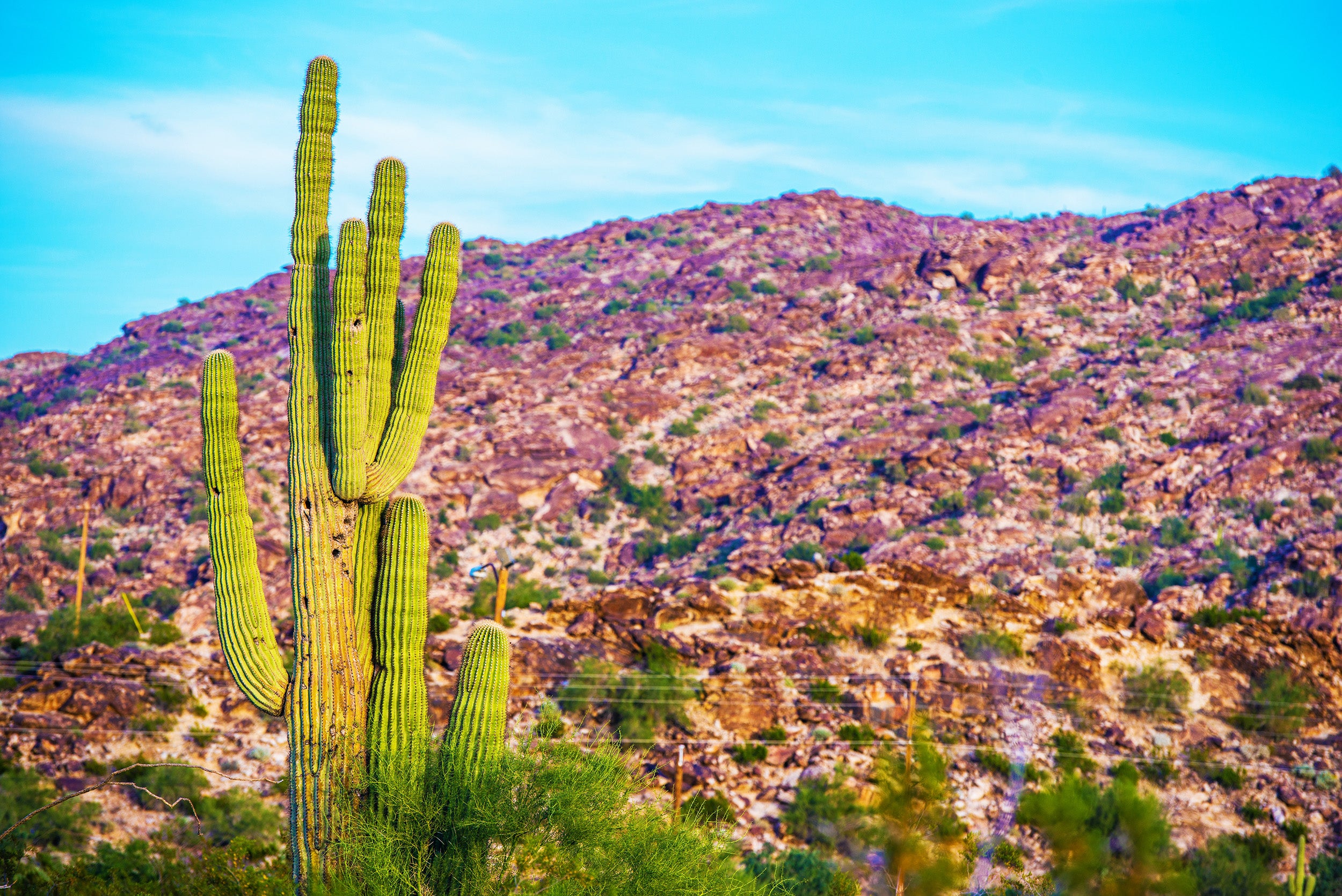 Saguaro National Park Featured Image