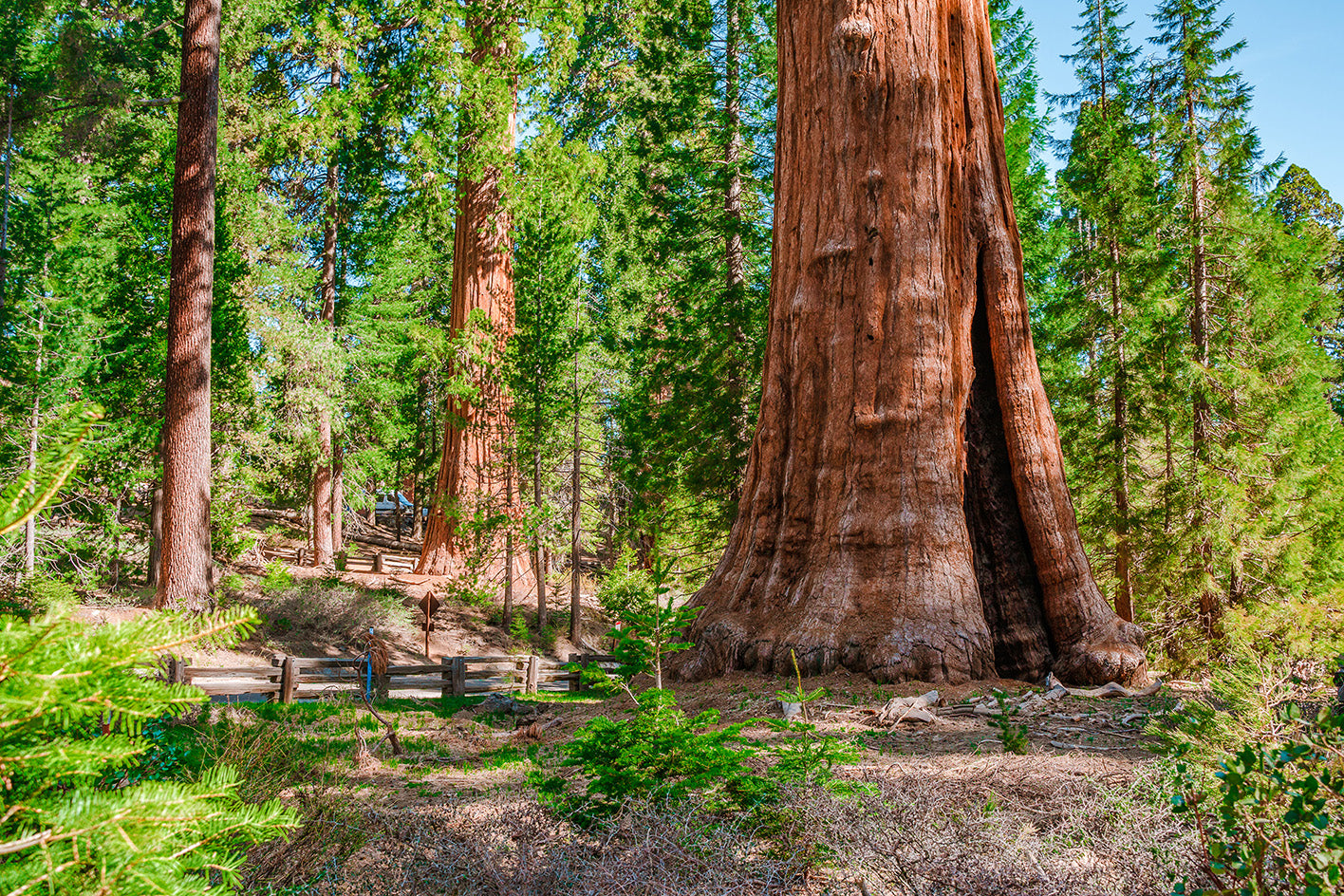 Sequoia National Park Featured Image