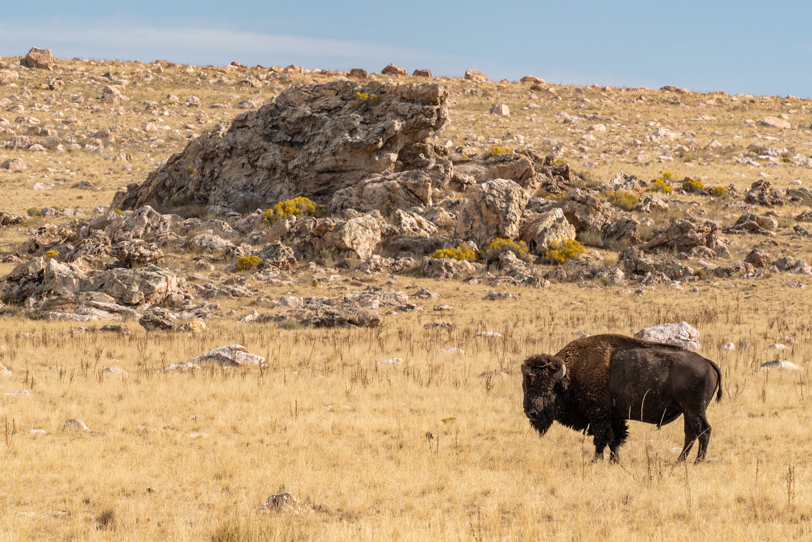 Wind Cave National Park Featured Image